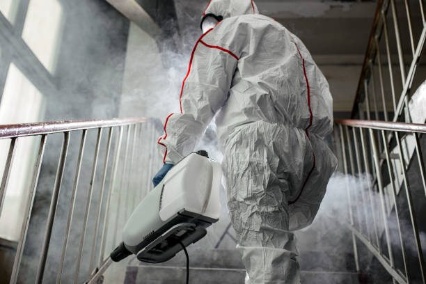 Best Black Mold Removal  in Lake Of The Woods, IL